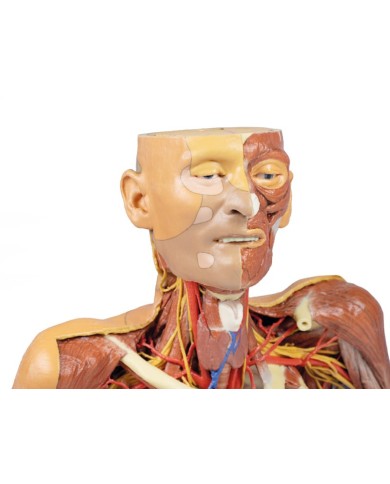 Testa collo e spalle con angiosomi Erler Zimmer 3D anatomy Series