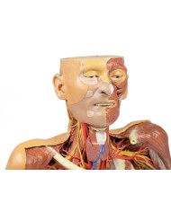 Testa collo e spalle con angiosomi Erler Zimmer 3D anatomy Series