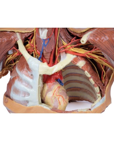 Testa collo e spalle con angiosomi Erler Zimmer 3D anatomy Series