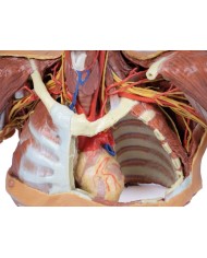 Testa collo e spalle con angiosomi Erler Zimmer 3D anatomy Series