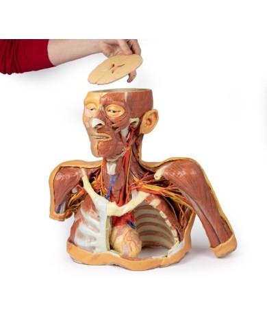 Testa collo e spalle con angiosomi Erler Zimmer 3D anatomy Series