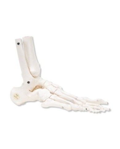 3B Scientific, modello anatomico di scheletro del piede destro A31/1R 3B Scientific, modello anatomico di scheletro del piede destro A31/1R