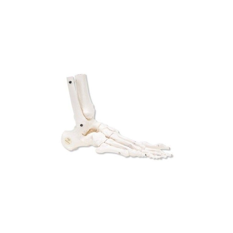 3B Scientific, modello anatomico di scheletro del piede destro A31/1R
