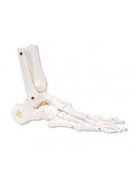 3B Scientific, modello anatomico di scheletro del piede destro A31/1R