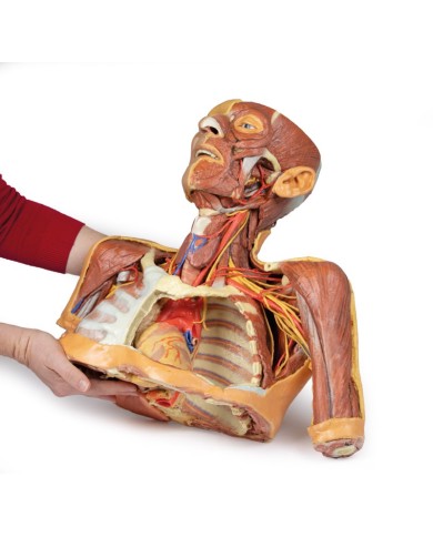 Testa collo e spalle con angiosomi Erler Zimmer 3D anatomy Series