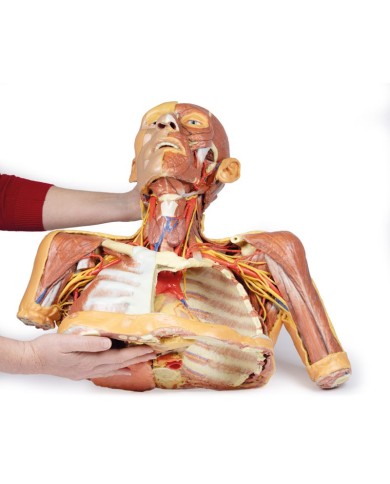 Testa collo e spalle con angiosomi Erler Zimmer 3D anatomy Series