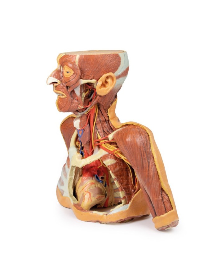 Testa collo e spalle con angiosomi Erler Zimmer 3D anatomy Series