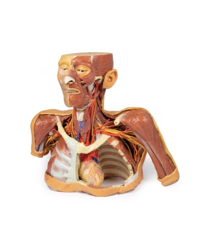 Testa collo e spalle con angiosomi Erler Zimmer 3D anatomy Series