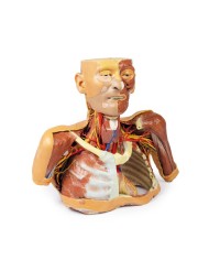 Testa collo e spalle con angiosomi Erler Zimmer 3D anatomy Series