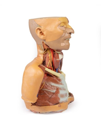 Testa collo e spalle con angiosomi Erler Zimmer 3D anatomy Series