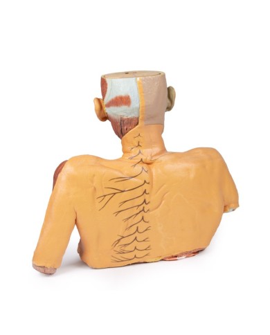 Testa collo e spalle con angiosomi Erler Zimmer 3D anatomy Series