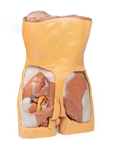 Parete Addominale posteriore Erler Zimmer 3D anatomy Series