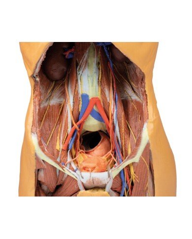 Parete Addominale posteriore Erler Zimmer 3D anatomy Series