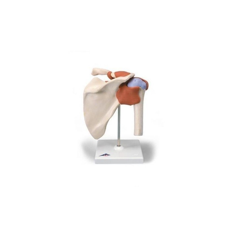 Modello anatomico funzionale di lusso dell'articolazione della spalla 3B Scientific A80/1