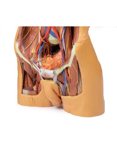 Parete Addominale posteriore Erler Zimmer 3D anatomy Series