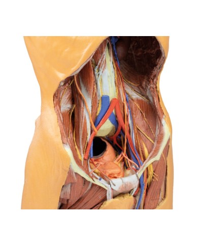 Parete Addominale posteriore Erler Zimmer 3D anatomy Series
