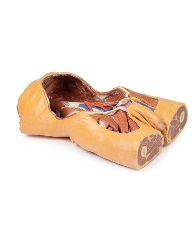 Parete Addominale posteriore Erler Zimmer 3D anatomy Series