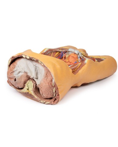 Parete Addominale posteriore Erler Zimmer 3D anatomy Series