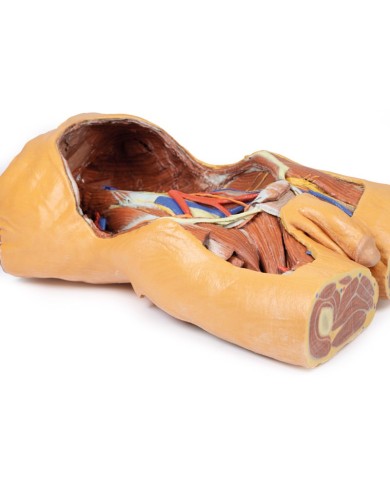 Parete Addominale posteriore Erler Zimmer 3D anatomy Series