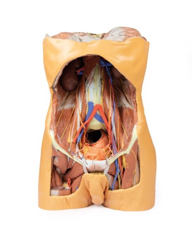 Parete Addominale posteriore Erler Zimmer 3D anatomy Series