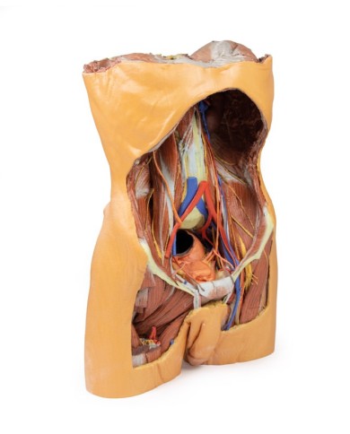 Parete Addominale posteriore Erler Zimmer 3D anatomy Series