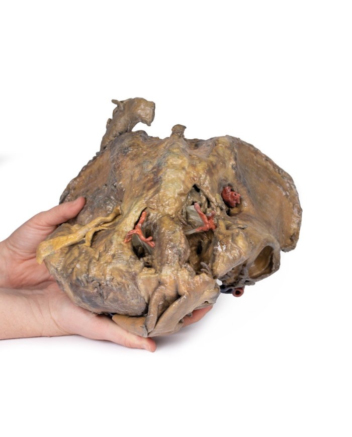 Dissezione profonda del bacino femminile Erler Zimmer 3D anatomy Series M