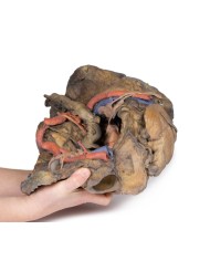 Dissezione profonda del bacino femminile Erler Zimmer 3D anatomy Series M