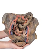 Dissezione profonda del bacino femminile Erler Zimmer 3D anatomy Series M