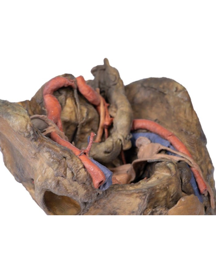 Dissezione profonda del bacino femminile Erler Zimmer 3D anatomy Series M