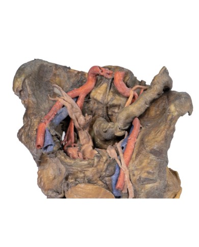 Dissezione profonda del bacino femminile Erler Zimmer 3D anatomy Series M