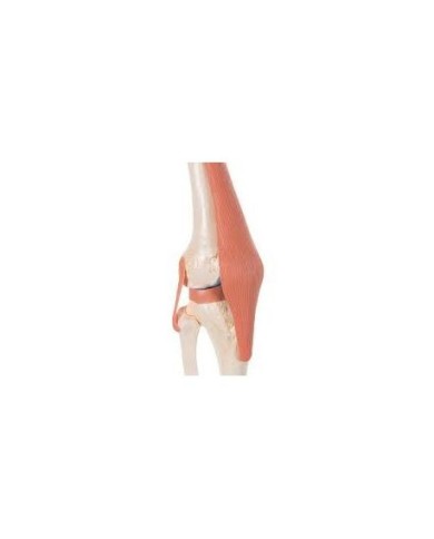 3B Scientific, modello funzionale di lusso dell''articolazione del ginocchio A82/1