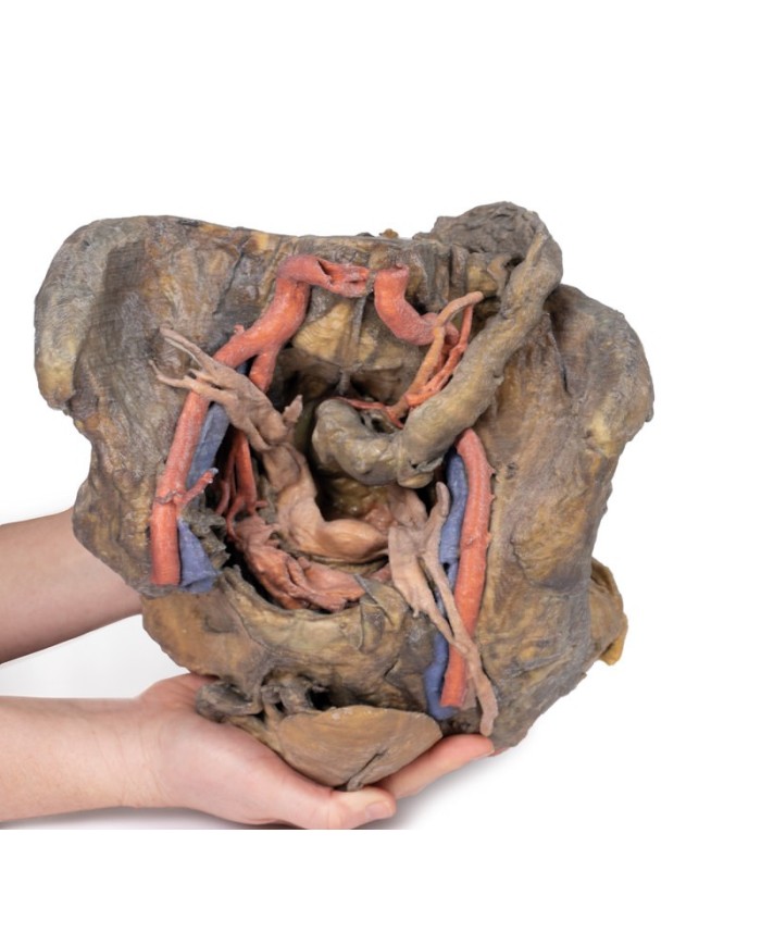 Dissezione profonda del bacino femminile Erler Zimmer 3D anatomy Series M