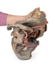 Dissezione profonda del bacino femminile Erler Zimmer 3D anatomy Series M