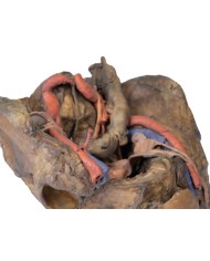 Dissezione profonda del bacino femminile Erler Zimmer 3D anatomy Series M