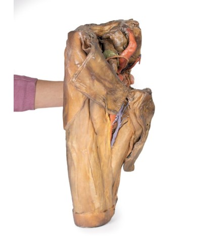 Dissezione di emipelvi e coscia maschile Erler Zimmer 3D anatomy Series M