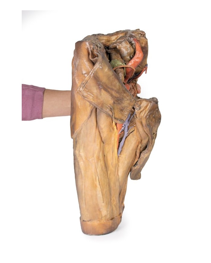 Dissezione di emipelvi e coscia maschile Erler Zimmer 3D anatomy Series M