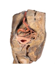 Dissezione di emipelvi e coscia maschile Erler Zimmer 3D anatomy Series M