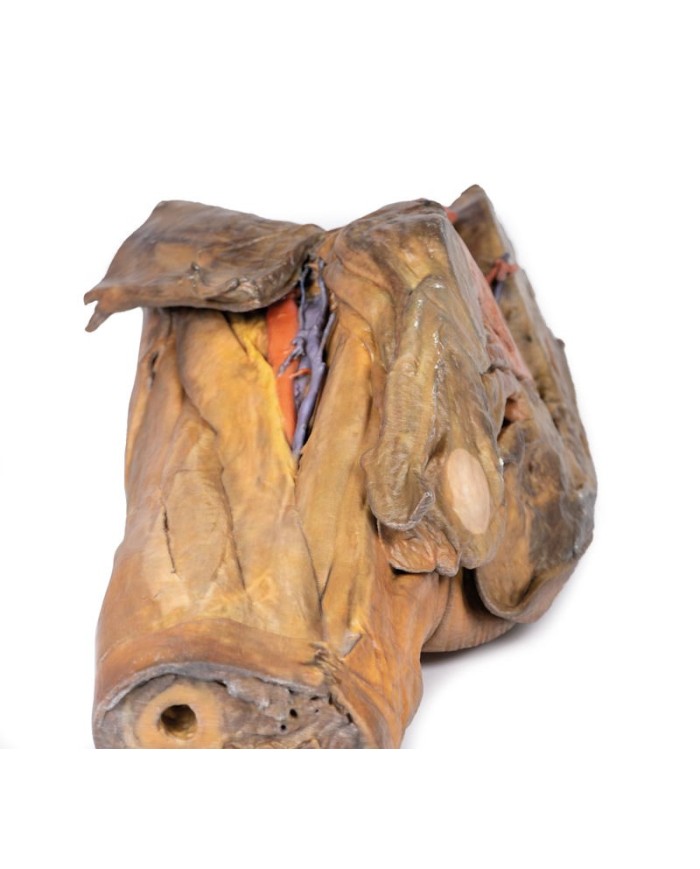 Dissezione di emipelvi e coscia maschile Erler Zimmer 3D anatomy Series M