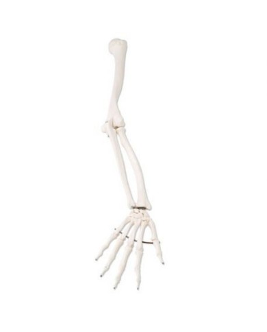 Modello anatomico di scheletro del braccio  3B Scientific A45/R Modello anatomico di scheletro del braccio  3B Scientific A45/R