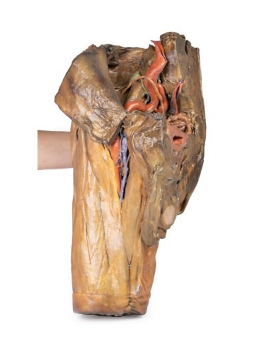 Dissezione di emipelvi e coscia maschile Erler Zimmer 3D anatomy Series M