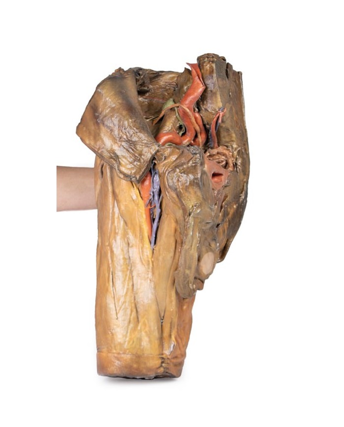 Dissezione di emipelvi e coscia maschile Erler Zimmer 3D anatomy Series M