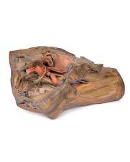Dissezione di emipelvi e coscia maschile Erler Zimmer 3D anatomy Series M