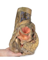 Dissezione di emipelvi e coscia femminile Erler Zimmer 3D anatomy Series 