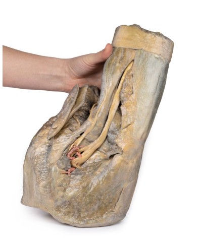 Dissezione di emipelvi e coscia femminile Erler Zimmer 3D anatomy Series 