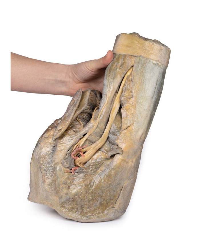 Dissezione di emipelvi e coscia femminile Erler Zimmer 3D anatomy Series 