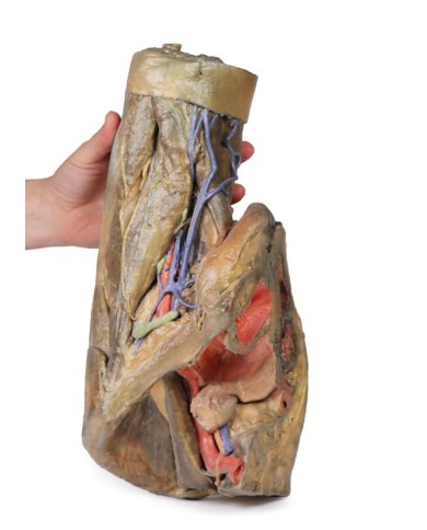 Dissezione di emipelvi e coscia femminile Erler Zimmer 3D anatomy Series 