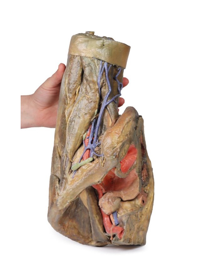 Dissezione di emipelvi e coscia femminile Erler Zimmer 3D anatomy Series 