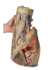 Dissezione di emipelvi e coscia femminile Erler Zimmer 3D anatomy Series 
