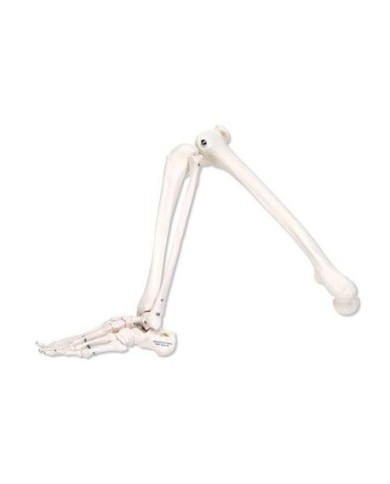 Modello anatomico di scheletro della gamba della tibia e del perone A35L Modello anatomico di scheletro della gamba della tibia e del perone A35L