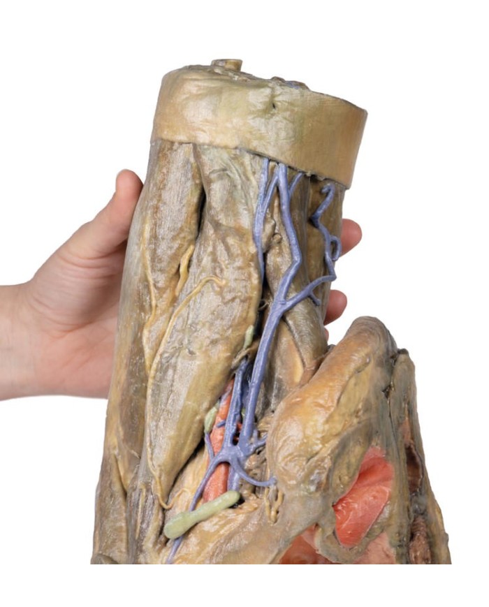 Dissezione di emipelvi e coscia femminile Erler Zimmer 3D anatomy Series 